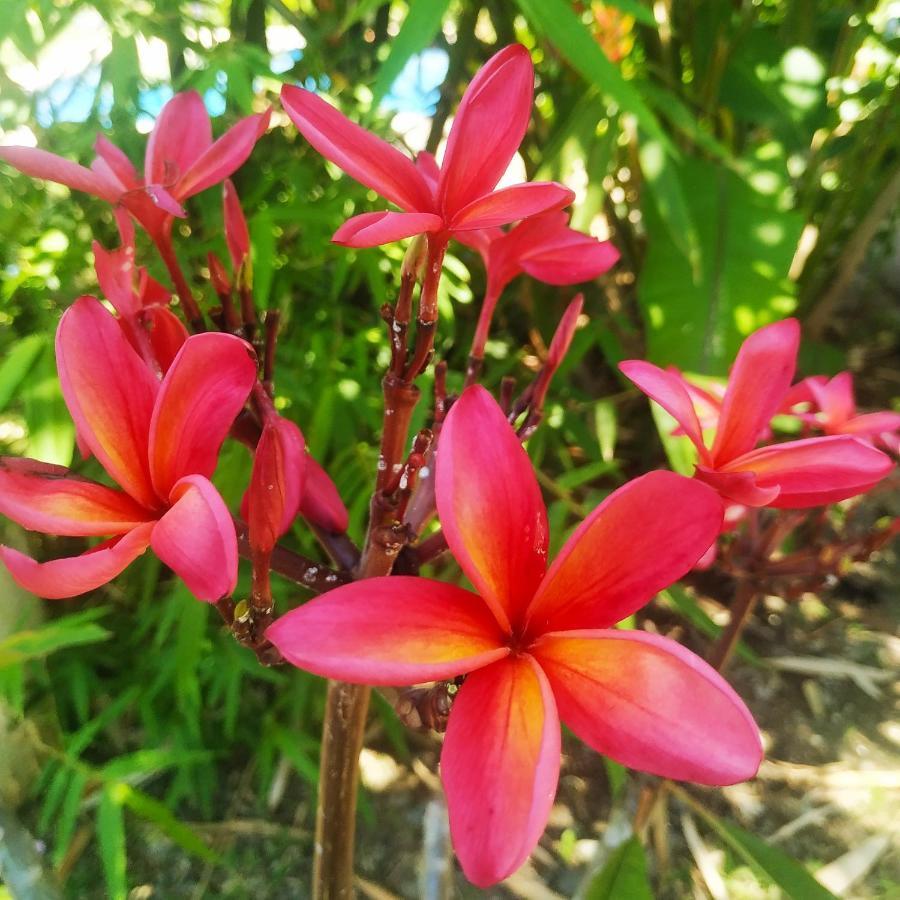 Black Bamboo Puerto Viejo de Talamanca 외부 사진