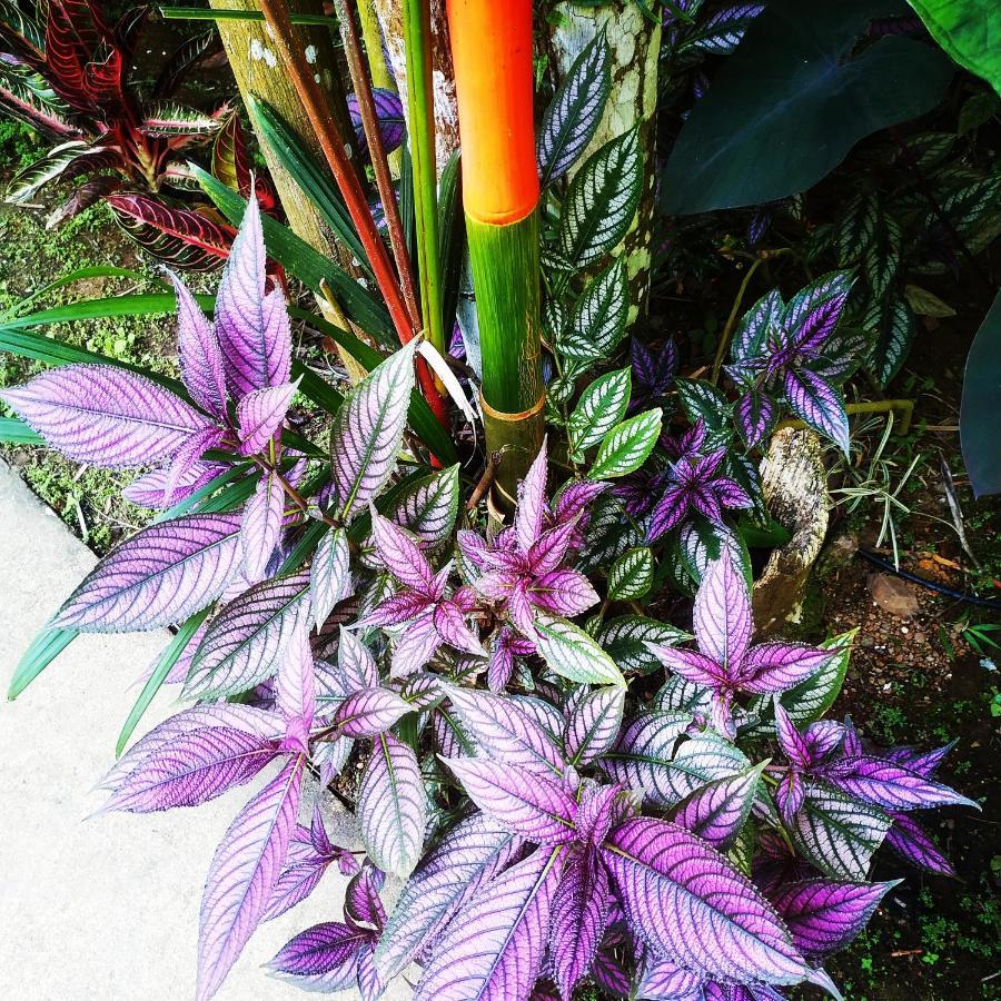 Black Bamboo Puerto Viejo de Talamanca 외부 사진
